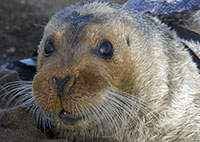 Alaska Judge Rejects Bearded Seals' 'Threatened' Status
