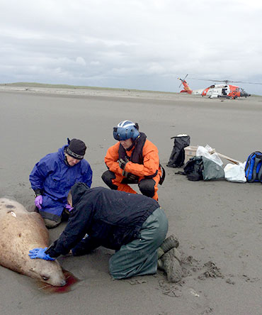 jpg REWARD INCREASES TO $7,500 FOR INFORMATION ON STELLER SEA LIONS KILLED NEAR CORDOVA