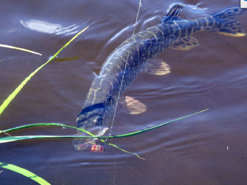 jpg A northern pike caught at the mouth of the Kandik River. 