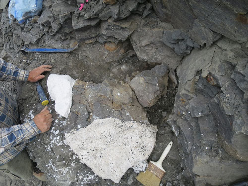 jpg An articulated portion of the spine extends into the hill to the right of the small plaster jacket. The larger plaster jacket contains part of the elasmosaur’s scapula.
