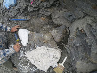 First elasmosaur specimen excavated in Alaska