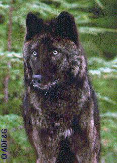 jpg Groups Petition for Emergency Action to Save Southeast Alaska Wolves 