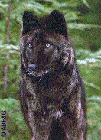 Groups Petition for Emergency Action to Save Southeast Alaska Wolves