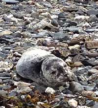 SEAL PUP RESCUED