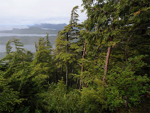 jpg One small view of the Tongass National Forest. At almost 17 million acres, the Tongass National Forest is the largest National Forest in the United States.