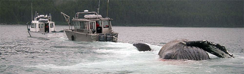 jpg Dead Humpback Whale Found Afloat Near Point Carolus 