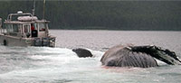 Dead Humpback Whale Found Afloat Near Point Carolus