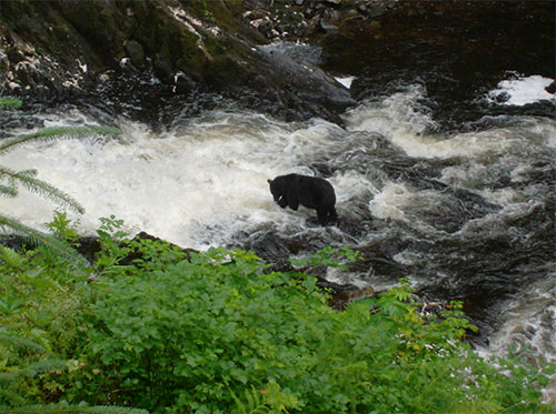 jpg USFS: Tongass Forest Plan Amendment supports sustainable communities and viable economies