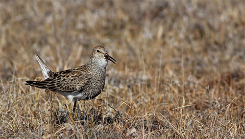 jpg Alaska's shorebirds exposed to mercury 