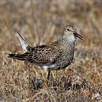 Alaska's shorebirds exposed to mercury