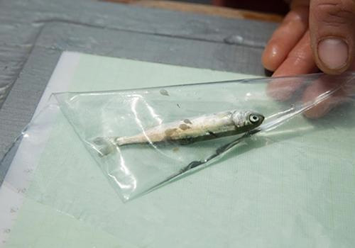 jpg A researcher 'live-lousing' a juvenile pink salmon that will be released to continue its seaward migration.