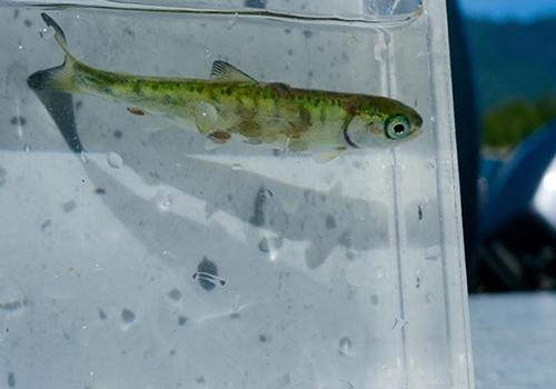 jpg A juvenile chum salmon infested with sea louse parasites.