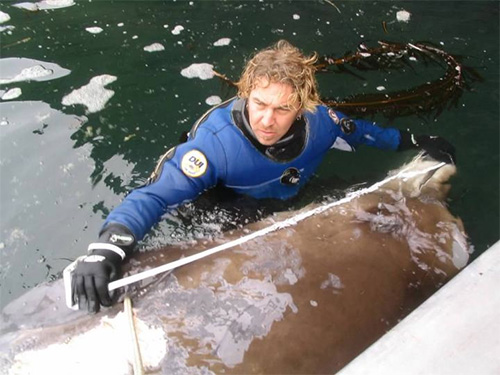 jpg In 2004 Reid Brewer of the University of Alaska Southeast measured an unusual beaked whale that turned up dead in Alaska's Aleutian Islands. A tissue sample from the carcass later showed that the whale was one of the newly identified species.