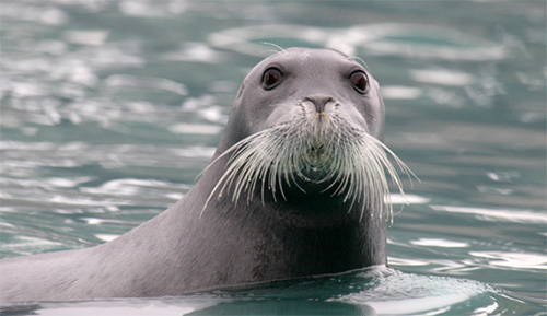 jpg Bearded Seal Listing Poses Significant Implications for Native Communities Throughout Alaska 