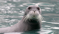 Bearded Seal Listing Poses Significant Implications for Native Communities Throughout Alaska