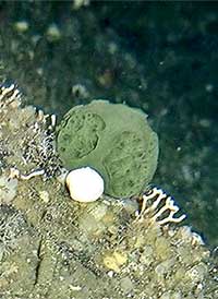 Lab tests: Small, deep-water Alaska sponge has molecules that selectively target and kill pancreatic tumor cells; Accessible and large population found in Southeast Alaska
