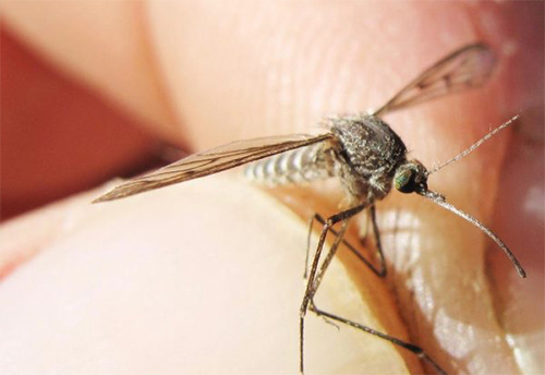 jpg It's time for Alaska's mosquitoes to shine