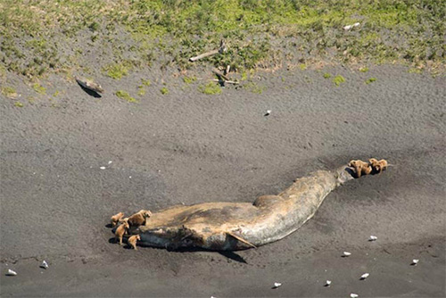 jpg Bears feeding on a fin whale carcass on the southwest shore of Kodiak Island, near the mouth of the Sikhoi River. 