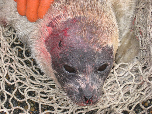 jpg A seal with clinical appearance of symptoms, including sores, hair loss, and abnormal behavior. 