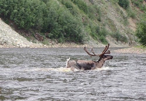 jpg Parting a sea of Fortymile caribou 