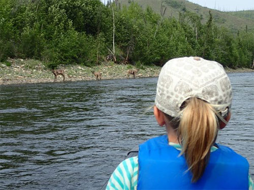 jpg Watching caribou from the Fortymile Herd from the bow of a canoe.