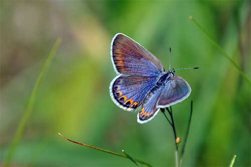 jpg The endangered Karner blue butterfly