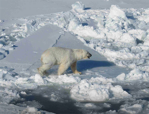 jpg Male Polar Bear on Pack Ice