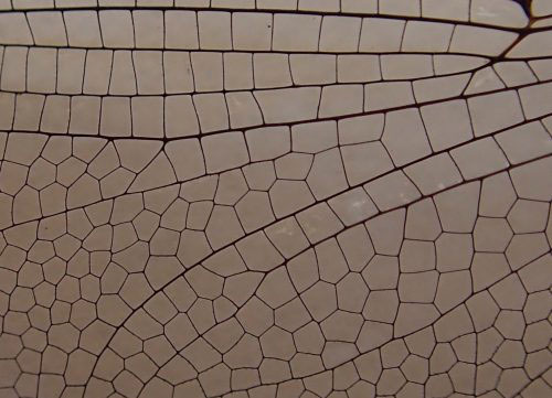 jpg This close-up photograph reveals the unique pattern in a dragonfly wing.