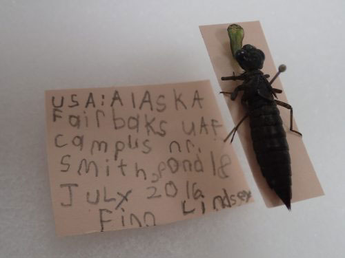 jpg This dragonfly larva, with ladle lip extended, was collected by UAF Bug Camp participant Finn Lindsey in 2016.