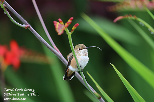 Front Page Feature Photo By FARREL LEWIS