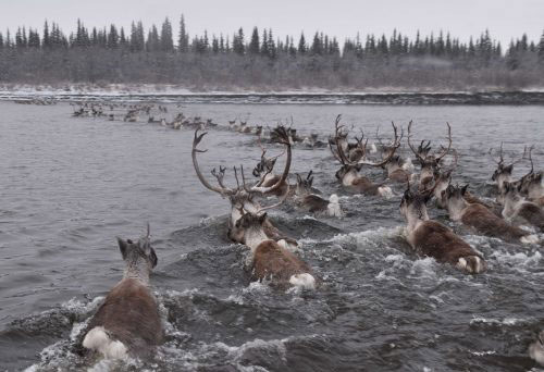 jpg Caribou cross the Kobuk River in northwestern Alaska.