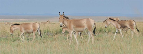 jpg Khulans, also known as Mongolian wild asses, roam a grassy plain in Mongolia