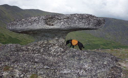 jpg A mushroom-shaped granite tor sits on a mountainous ridge about 60 miles northeast of Fairbanks.