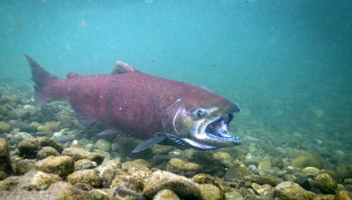 Chinook salmon declines related to changes in freshwater conditions 