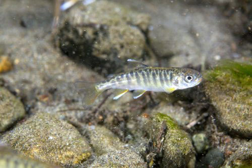 jpg A juvenile chinook salmon swims in Campbell Creek in Anchorage.