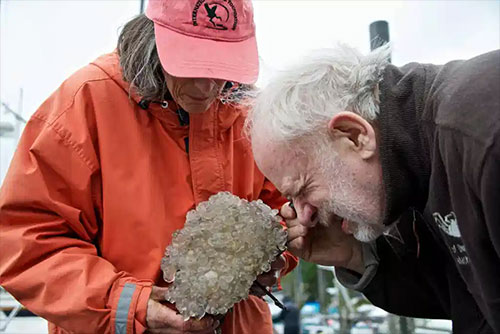 jpg Gary Freitag examines a settlement plate for invasive marine species.