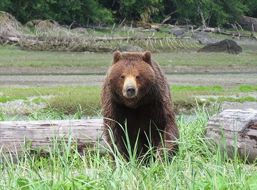 jpg Tongass National Forest: Pack Creek brown bea