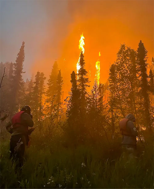 jpg Fire crews walk through tall vegetation as they conduct defensive burning against a large complex of fires near Lime Village, Alaska