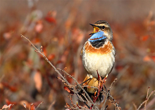 Birdwatching brings millions of dollars to Alaska 
