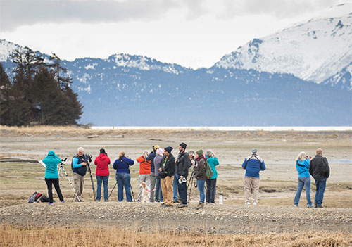 jpg Birdwatchers search Beluga Slough in Kachemak Bay