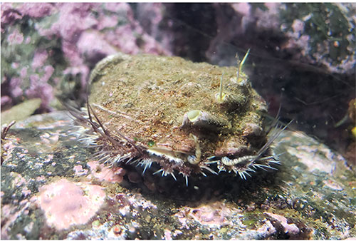 jpg Community Engagement Builds Sustainable Strategies for Pinto Abalone in Alaska 