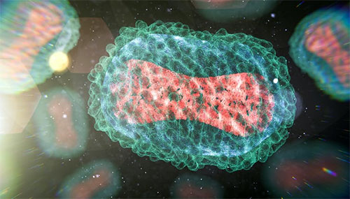 jpg The monkeypox virus, shown in this illustration, can be transmitted through close contact between people.