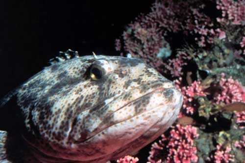 jpg lingcod