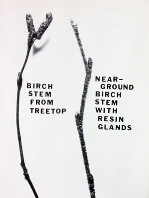 jpg birch stems