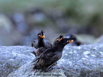 jpg Crested auklets