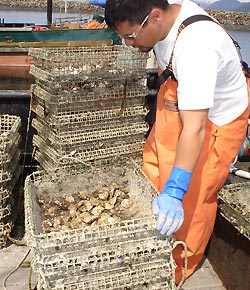 jgp Metlakatla oysters