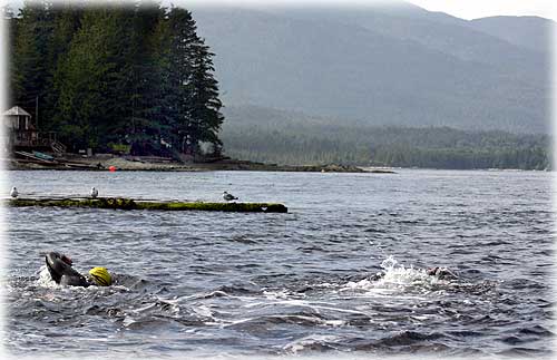 jpg pennock island swim benefit