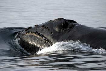 jpg North Pacific right whale