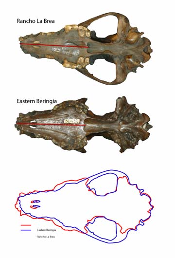 jpg wolf skulls