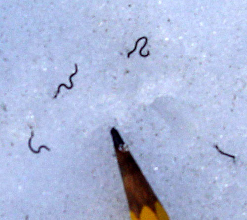 jpg Ice worms on the surface of a glacier at night. 